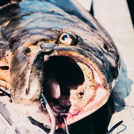 Kjerringoy Rorbusenter