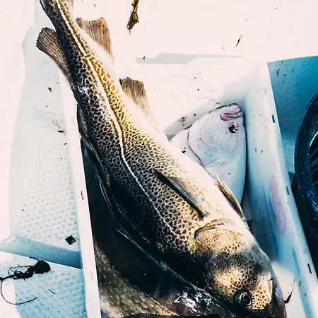 Kjerringoy Rorbusenter Ξενοδοχείο