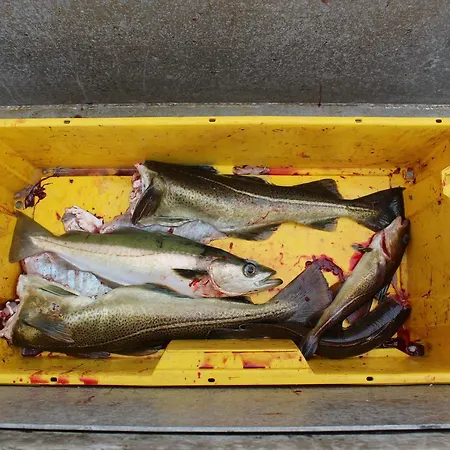 Kjerringøy Rorbusenter Bodø